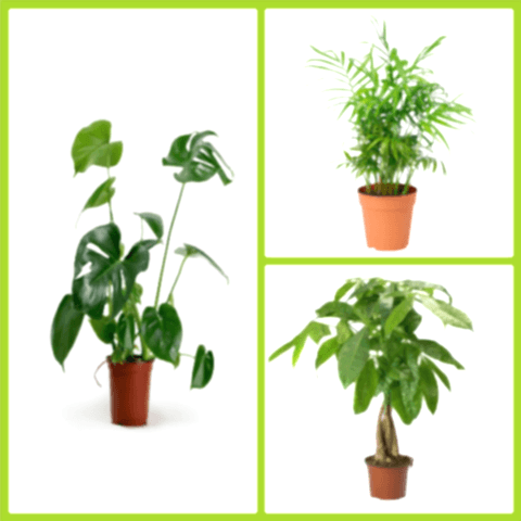 3'lü İç Mekan Bitkileri Paketi