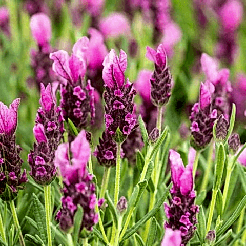 Karabaş Otu Fidesi 'Lavandula Stoechas Dark Pink' 3 Adet