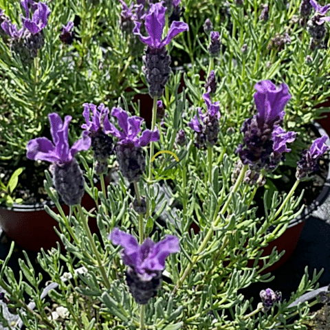 Karabaş Otu Fidesi 'Lavandula Stoechas Dark Purple' 3 Adet