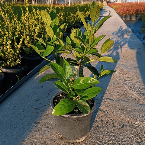 Kartopu Lucidum Fidanı 'Viburnum lucidum'