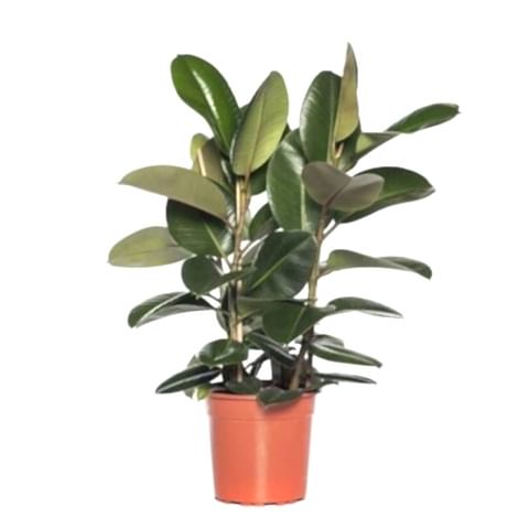 Kauçuk Çiçeği 2 Gövdeli 80-100cm