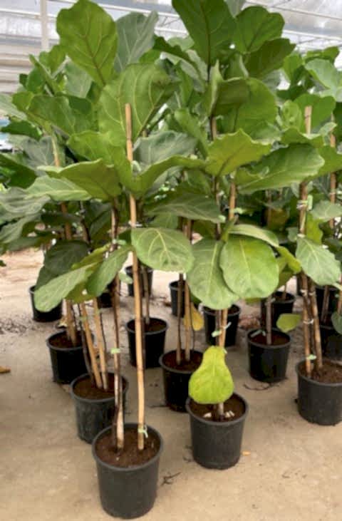 Keman Yapraklı Kauçuk Bitkisi 'Ficus Lyrata' 100cm