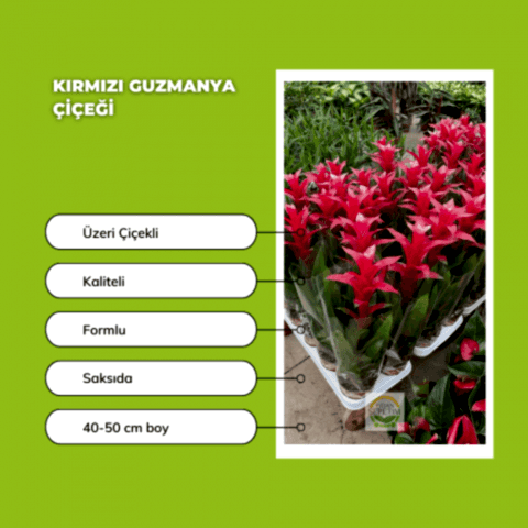 Kırmızı Guzmanya Çiçeği