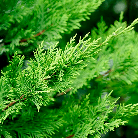 Leylandi ( Cupressocyparis leylandii ) 80-100cm