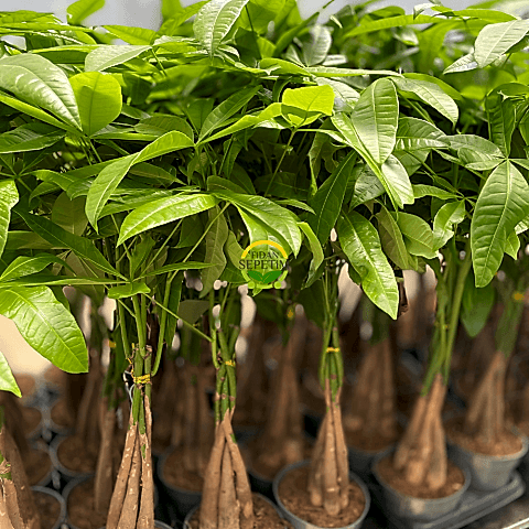 Para Ağacı (Pachira)