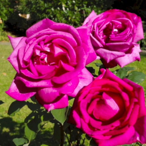 Parole Gül Fidanı - Mor/Koyu Pembe