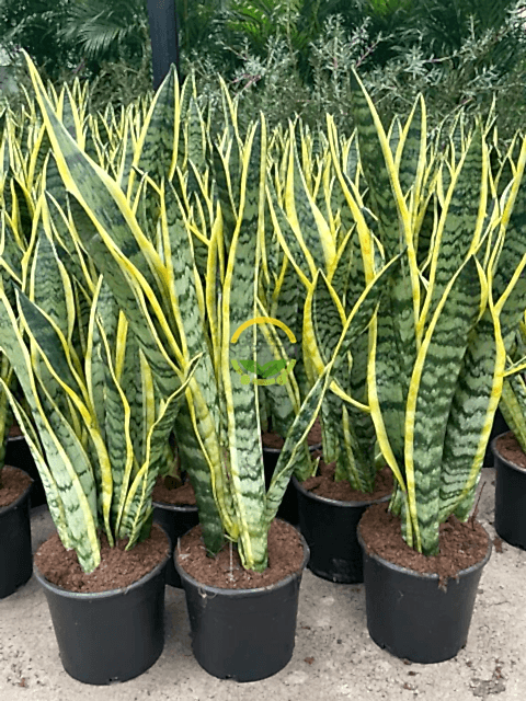 Paşa Kılıcı Çiçeği Sanseveria 80-100cm