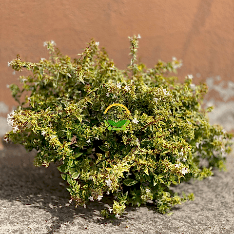 Sarı Alacalı Güzellik Çalısı 'Abelia Grandiflora Kaleidoscope'