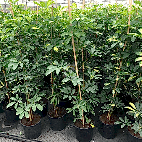 Schefllera Bitkisi 2'Li 80-100cm