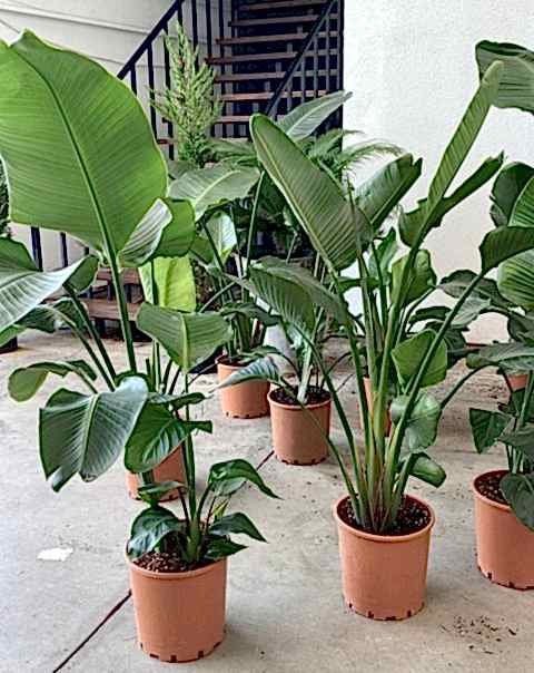 Starliçe 3 Köklü - (Cennet Kuşu - Strelitzia Nicolai) 100-120cm