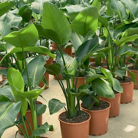 Starliçe 3 Köklü - (Cennet Kuşu - Strelitzia Nicolai) 100-120cm