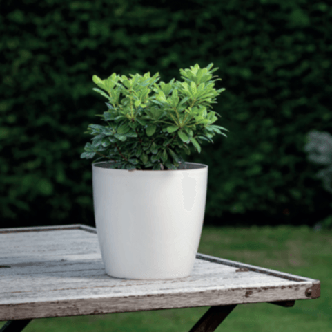 Yakut Saksı 33 LT - Kirli Beyaz Renk (Parlak)