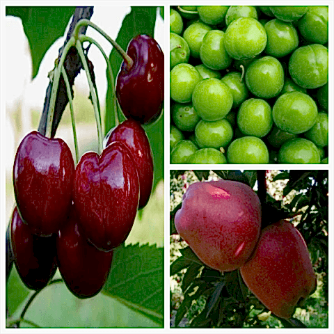 Yarı Bodur Meyve Fidanı Paketi (Erik/Kiraz/Elma)