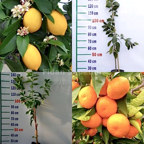 Yediveren Limon ve Satsuma Mandalina Fidanı Paketi