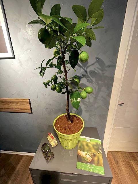 Yeşil Dekoratif Saksılı Limon Fidanı