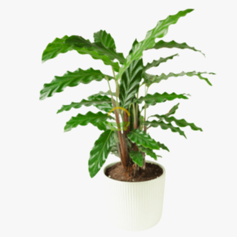 Yeşil Dua Çiçeği 'Calathea Rufibarba' 40-50cm