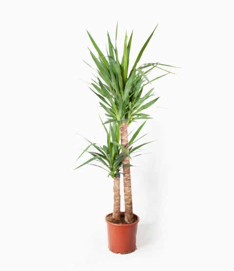 Yucca Bitkisi 2 Gövdeli 80-100cm