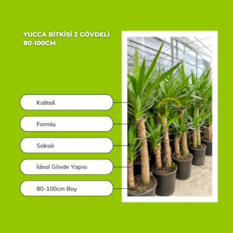 Yucca Bitkisi 2 Gövdeli 80-100cm