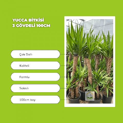 Yucca Bitkisi 3 Gövdeli 100cm