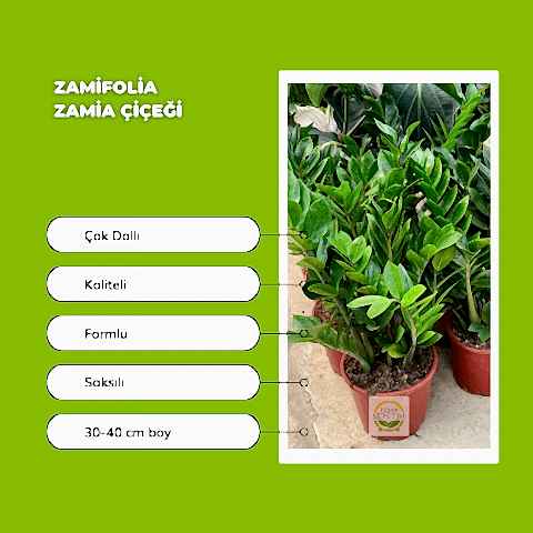 Zamioculcas Zamifolia Zamia Çiçeği 30-40cm