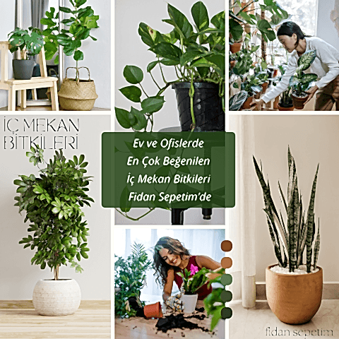 Zamioculcas Zamifolia Zamia Çiçeği 30-40cm