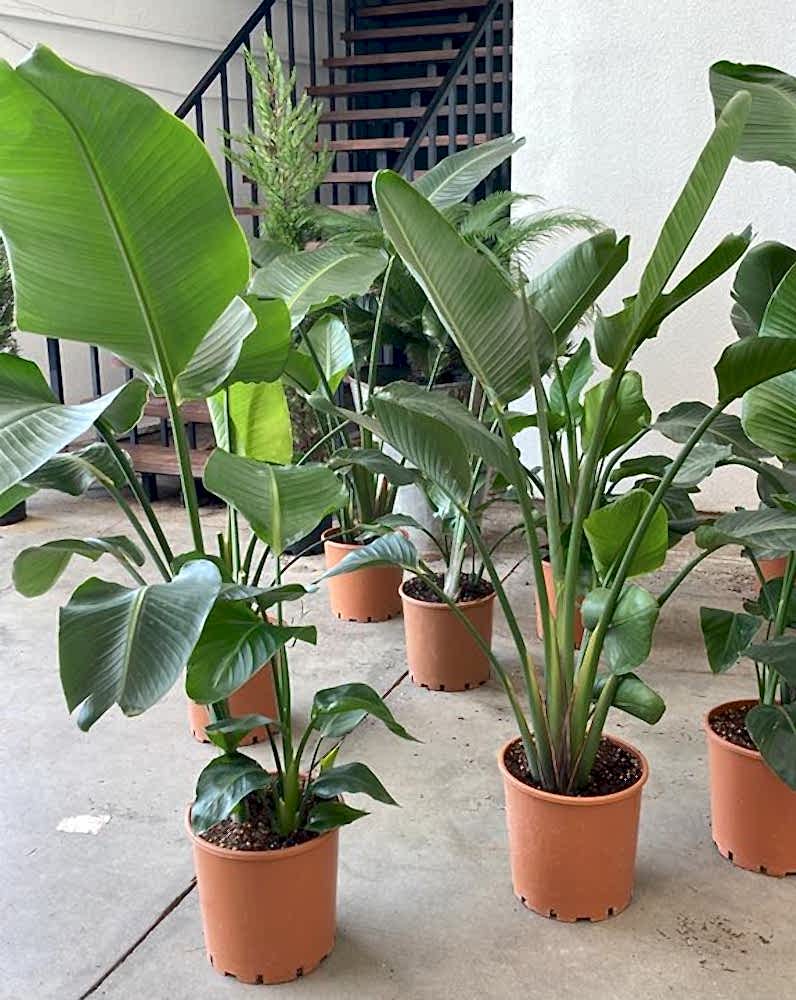 Starliçe 3 Köklü - (Cennet Kuşu - Strelitzia Nicolai) 100-120cm