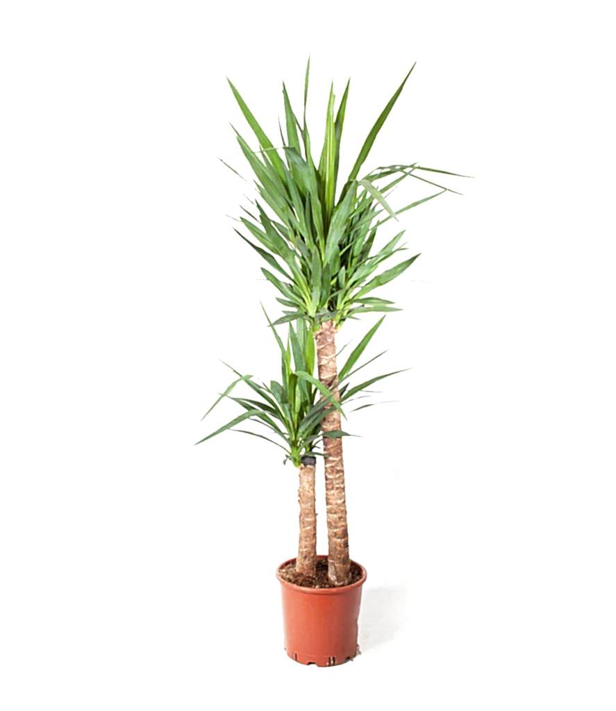 Yucca Bitkisi 2 Gövdeli 80-100cm