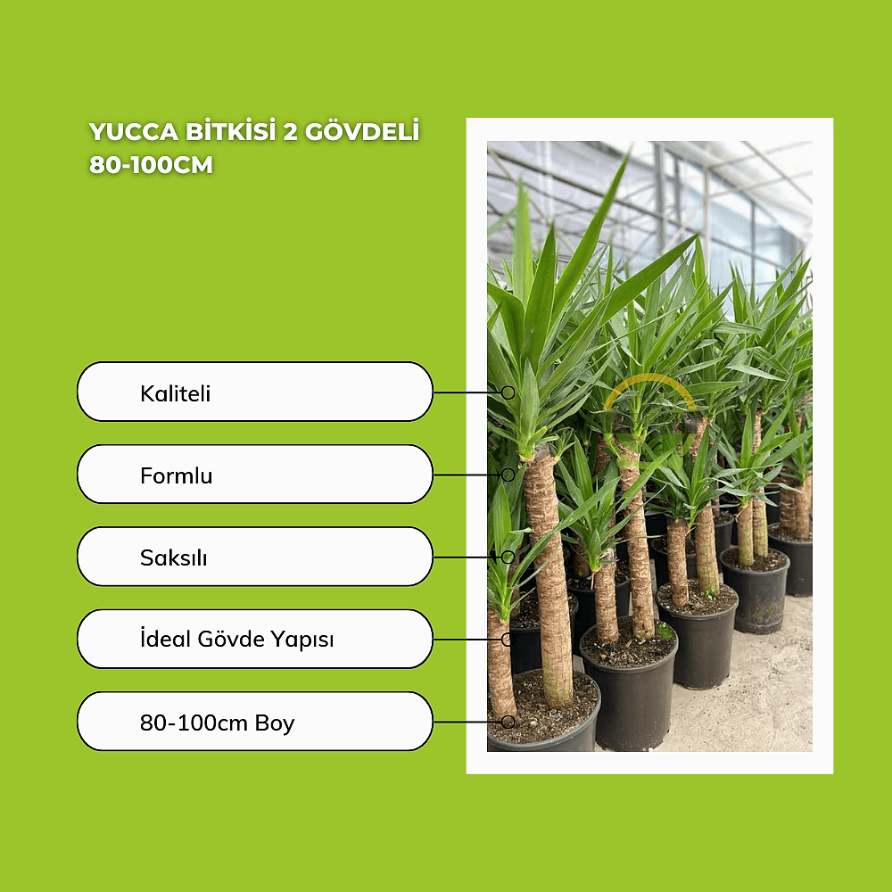 Yucca Bitkisi 2 Gövdeli 80-100cm