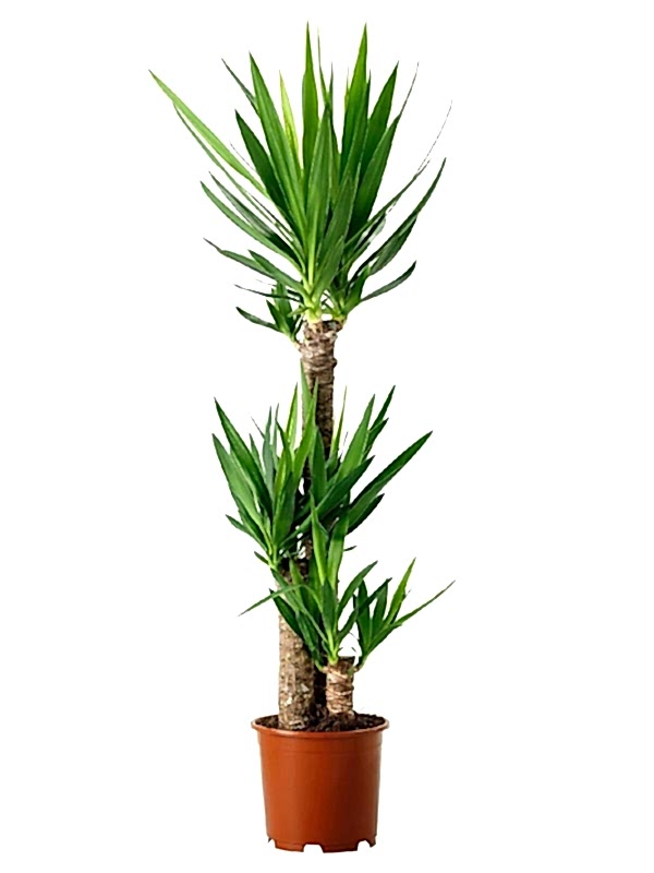 Yucca Bitkisi 3 Gövdeli 100cm