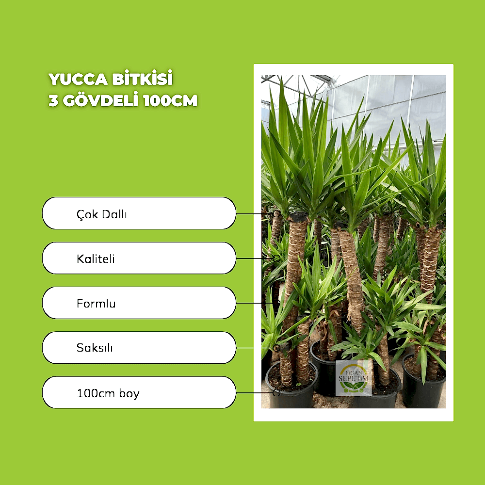 Yucca Bitkisi 3 Gövdeli 100cm