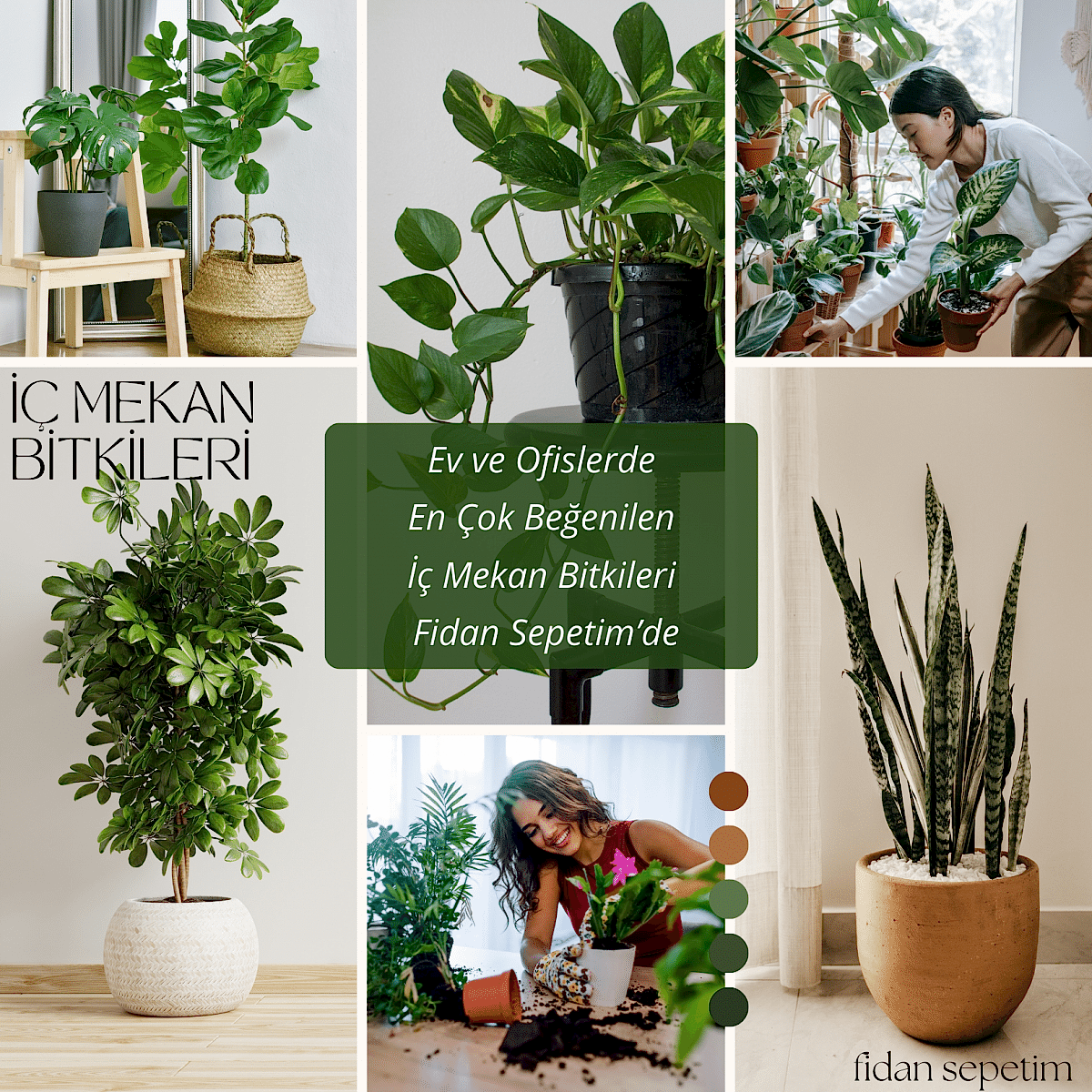 Zamioculcas Zamifolia Zamia Çiçeği 30-40cm